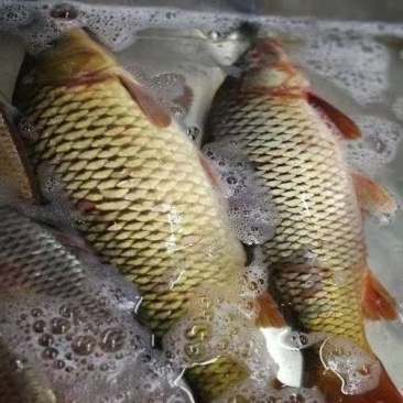 鲤鱼野生鲤鱼