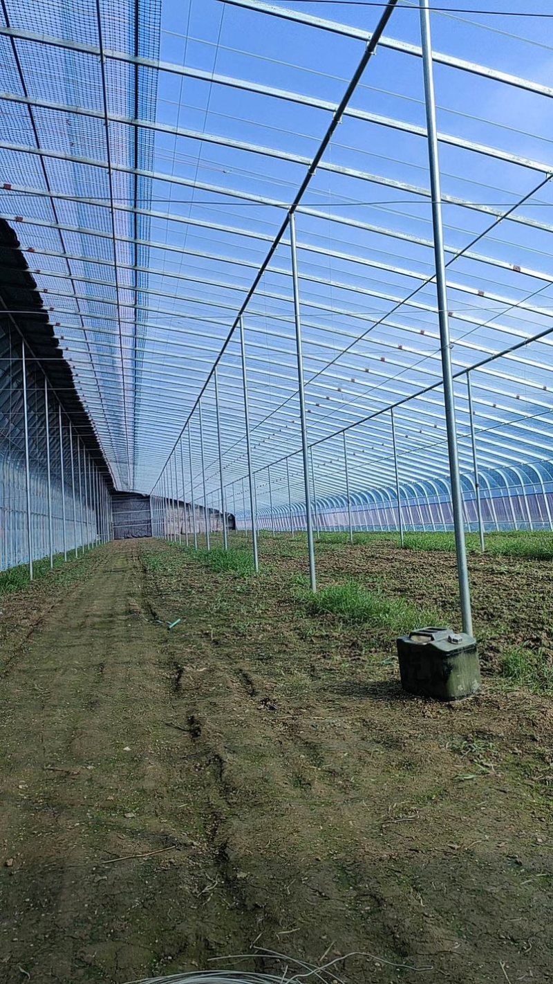 专业生产各种规格连栋温室大棚材料齐全包建