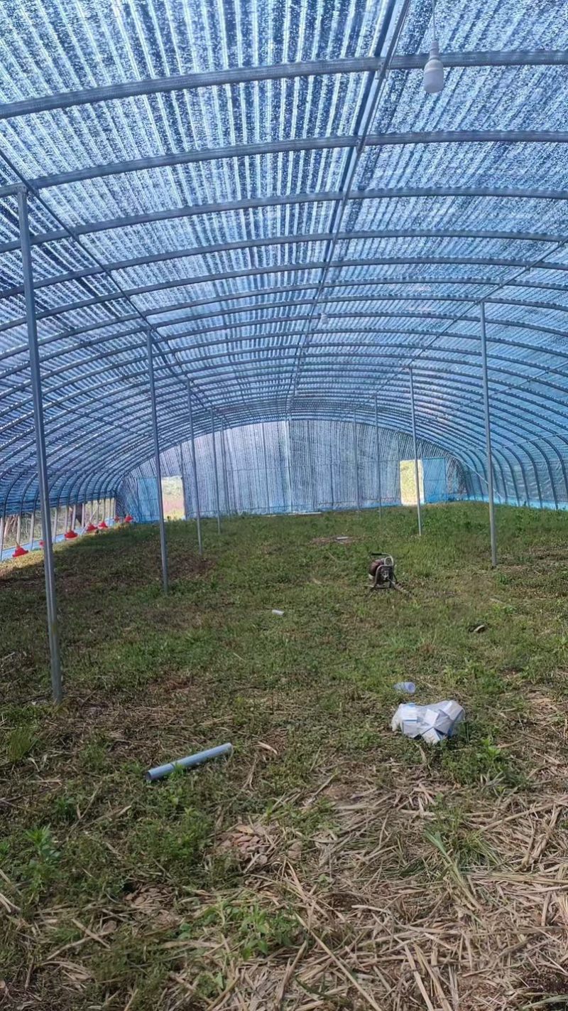 专业生产各种规格连栋温室大棚材料齐全包建