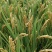 水稻/产品充足/欢迎各位老板前来咨询选购