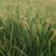 水稻/产品充足/欢迎各位老板前来咨询选购