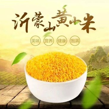 沂蒙山新小米营养常温储藏月子黄米