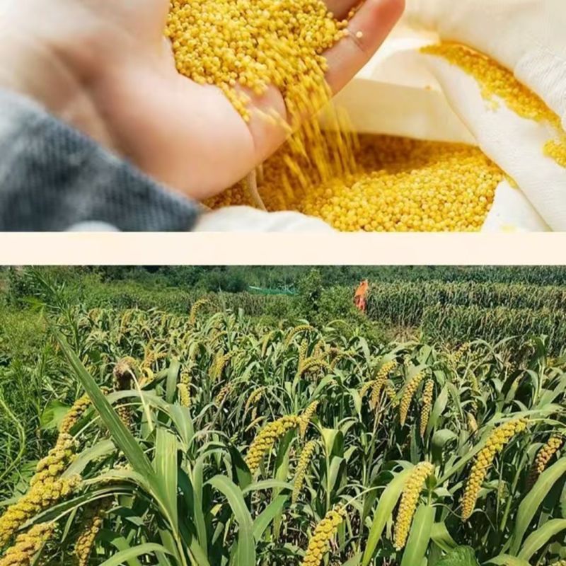 沂蒙山新小米营养常温储藏月子黄米
