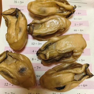 精品金蚝新鲜发货质量保证一手货源,可视频看货童叟无欺