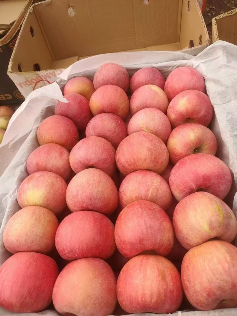 北镇套袋寒富苹果