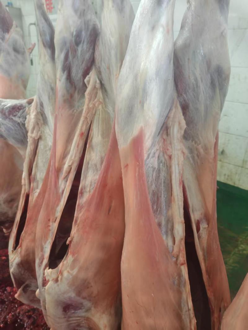 甘肃新鲜羊胴体羊肉对接全国市场价格美丽走货快质量好热卖中