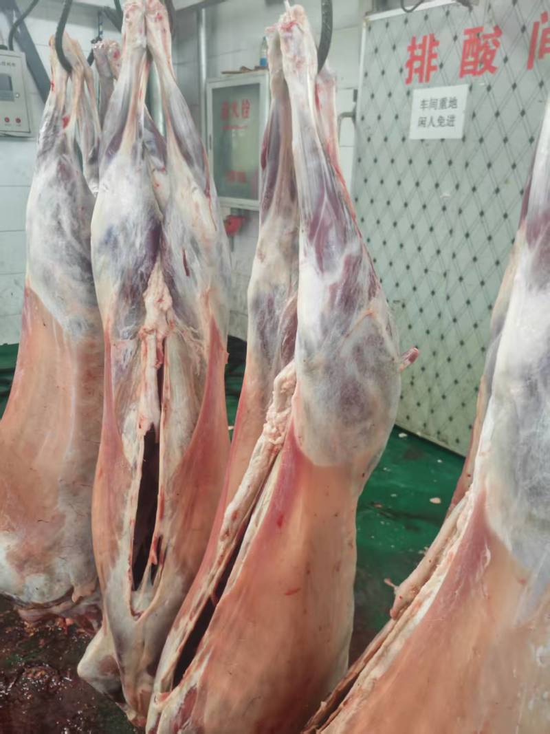 甘肃新鲜羊胴体羊肉对接全国市场价格美丽走货快质量好热卖中