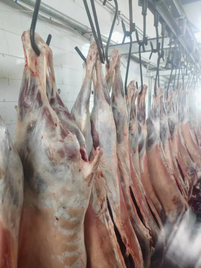 甘肃新鲜羊胴体羊肉对接全国市场价格美丽走货快质量好热卖中