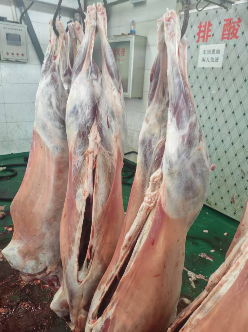 甘肃新鲜羊胴体羊肉对接全国市场价格美丽走货快质量好热卖中