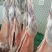甘肃新鲜羊胴体羊肉对接全国市场价格美丽走货快质量好热卖中