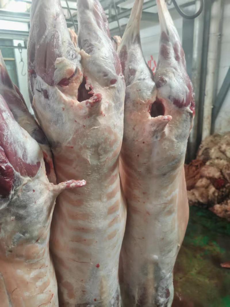 甘肃新鲜羊胴体羊肉对接全国市场价格美丽走货快质量好热卖中