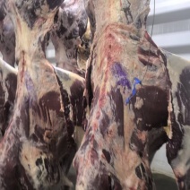 甘肃黄牛肉对接全国量大从优价格美丽质量好欢迎询价热卖