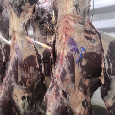 甘肃黄牛肉对接全国量大从优价格美丽质量好欢迎询价热卖