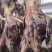 甘肃黄牛肉对接全国量大从优价格美丽质量好欢迎询价热卖