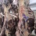甘肃黄牛肉对接全国量大从优价格美丽质量好欢迎询价热卖