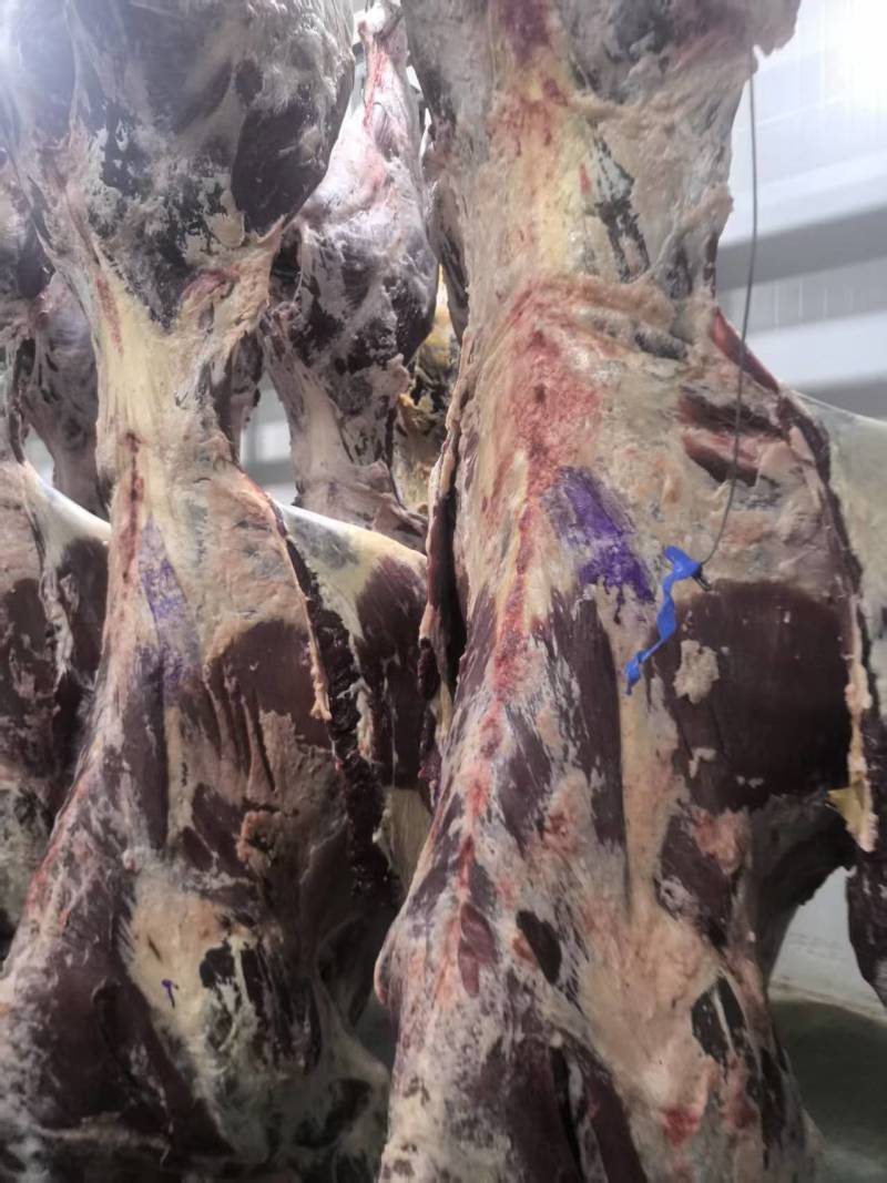 甘肃黄牛肉对接全国量大从优价格美丽质量好欢迎询价热卖