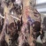 甘肃黄牛肉对接全国量大从优价格美丽质量好欢迎询价热卖