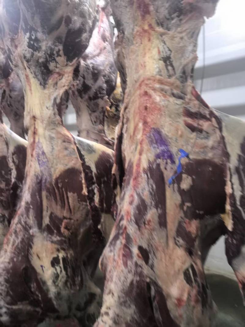 甘肃黄牛肉对接全国量大从优价格美丽质量好欢迎询价热卖