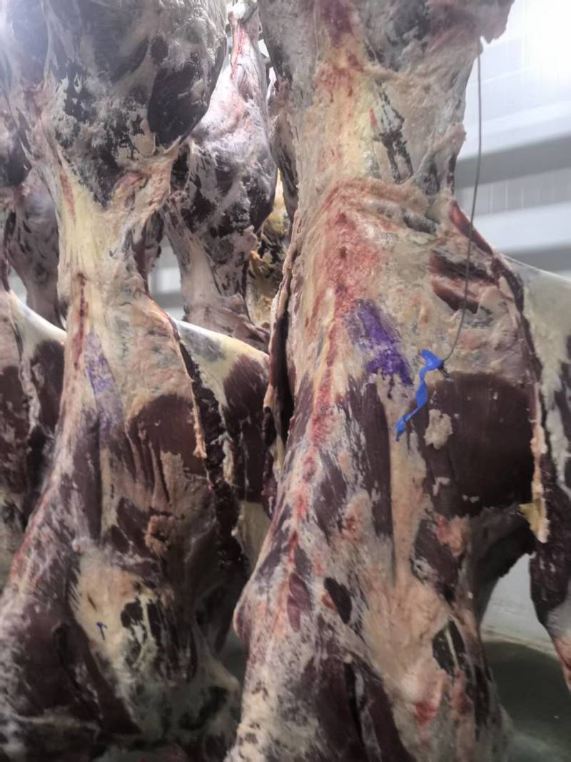 甘肃黄牛肉对接全国量大从优价格美丽质量好欢迎询价热卖