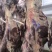 甘肃黄牛肉对接全国量大从优价格美丽质量好欢迎询价热卖