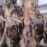 甘肃黄牛肉对接全国量大从优价格美丽质量好欢迎询价热卖