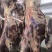 甘肃黄牛肉对接全国量大从优价格美丽质量好欢迎询价热卖