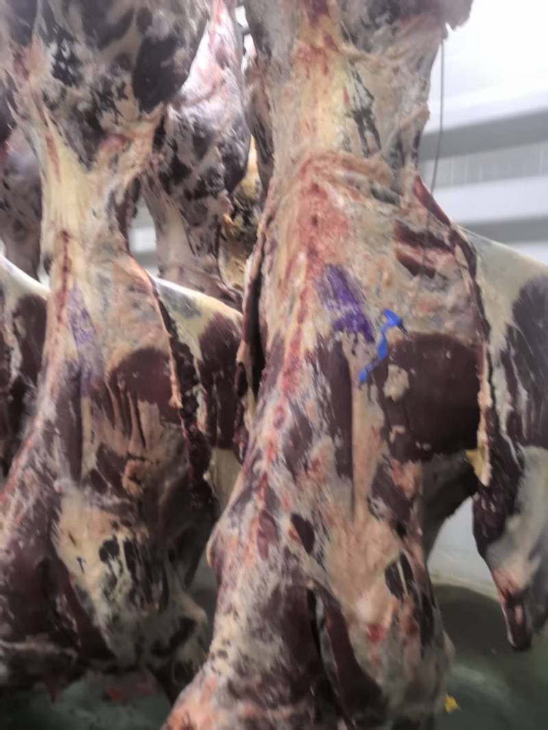 甘肃黄牛肉对接全国量大从优价格美丽质量好欢迎询价热卖