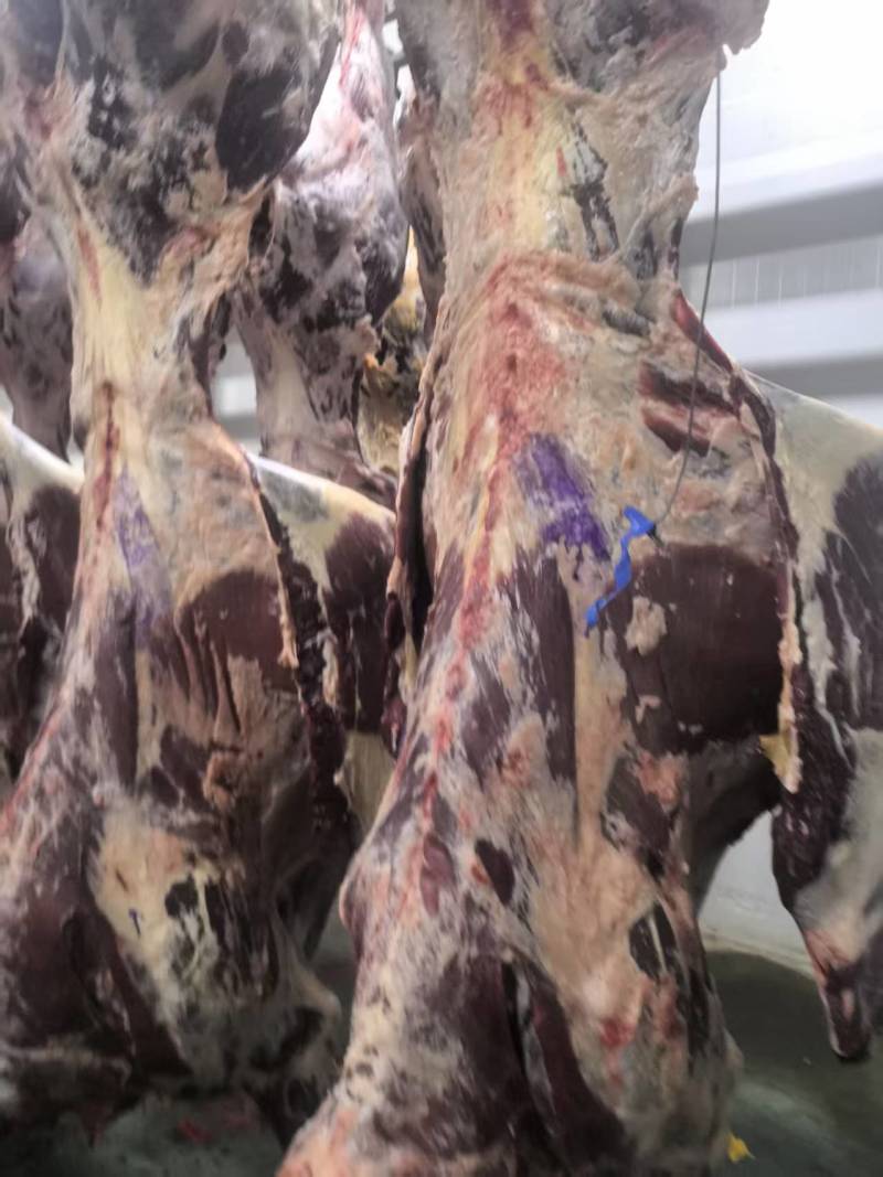 甘肃黄牛肉对接全国量大从优价格美丽质量好欢迎询价热卖
