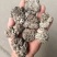 猴脑菇批发零售自产自销猴脑菌培育猴脑菌人工猴脑菌培育工厂