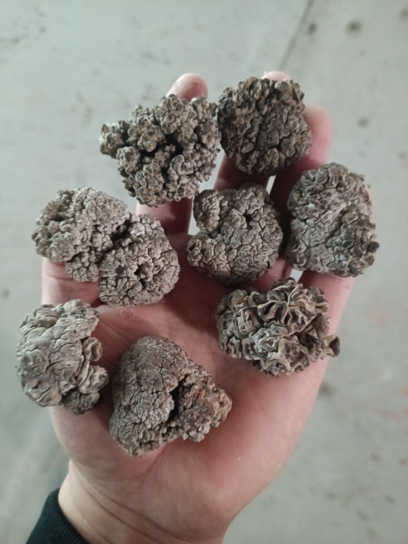 猴脑菇批发零售自产自销猴脑菌培育猴脑菌人工猴脑菌培育工厂