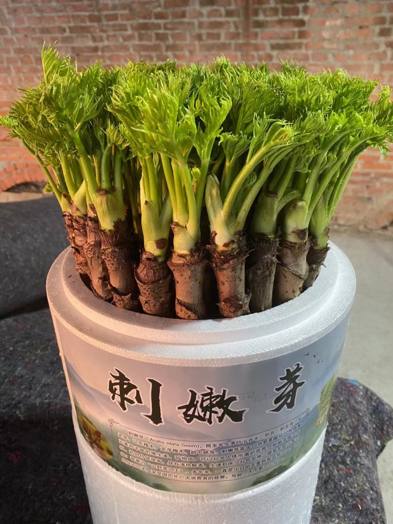 大棚刺嫩芽新鲜采摘现采现发直接联系我就完事了