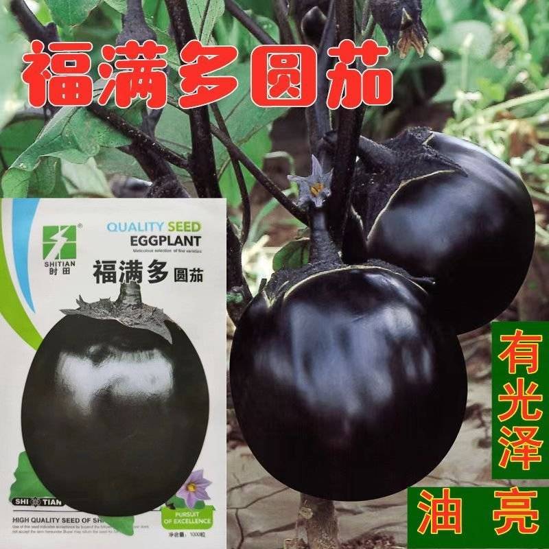 福满多圆茄子种子特大圆茄种籽紫黑圆茄籽少肉厚易种四季蔬菜