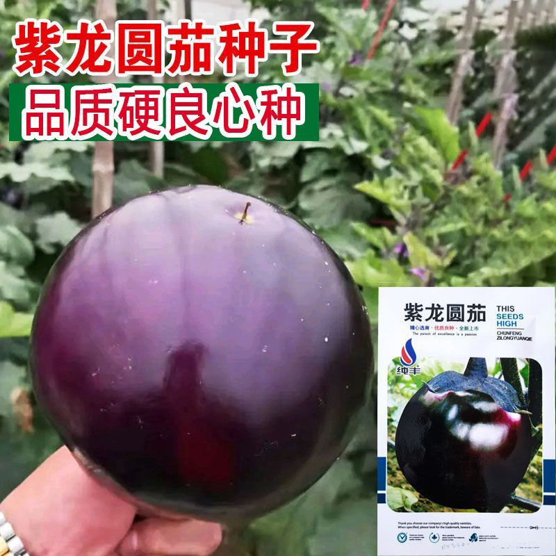 福满多圆茄子种子特大圆茄种籽紫黑圆茄籽少肉厚易种四季蔬菜