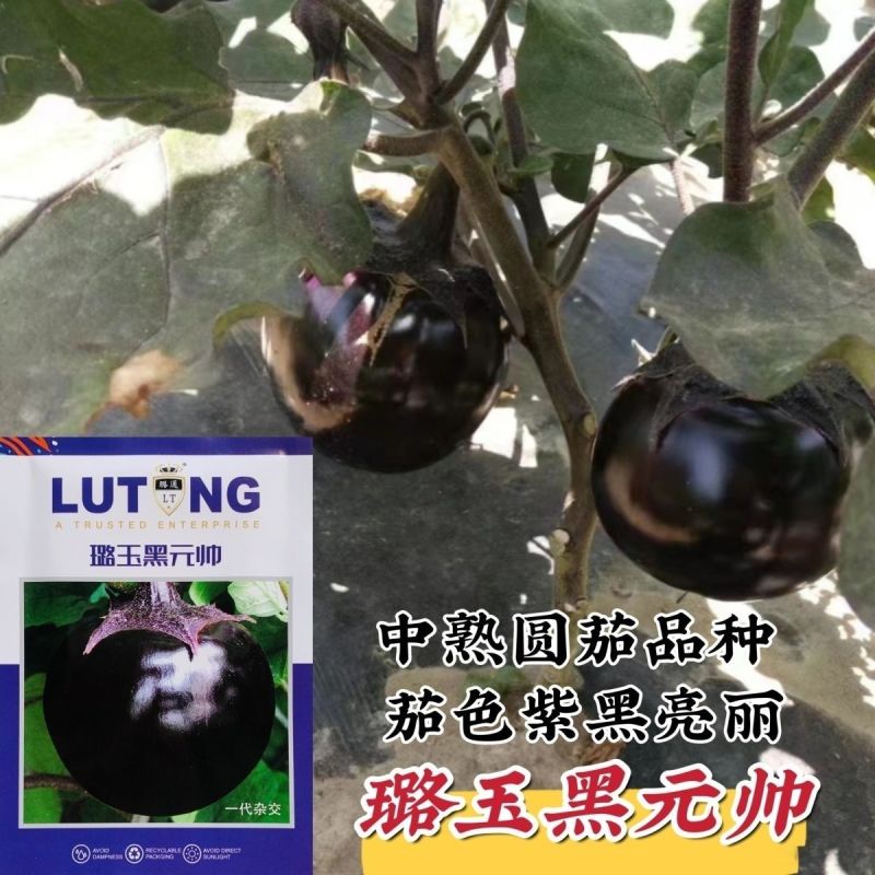 福满多圆茄子种子特大圆茄种籽紫黑圆茄籽少肉厚易种四季蔬菜