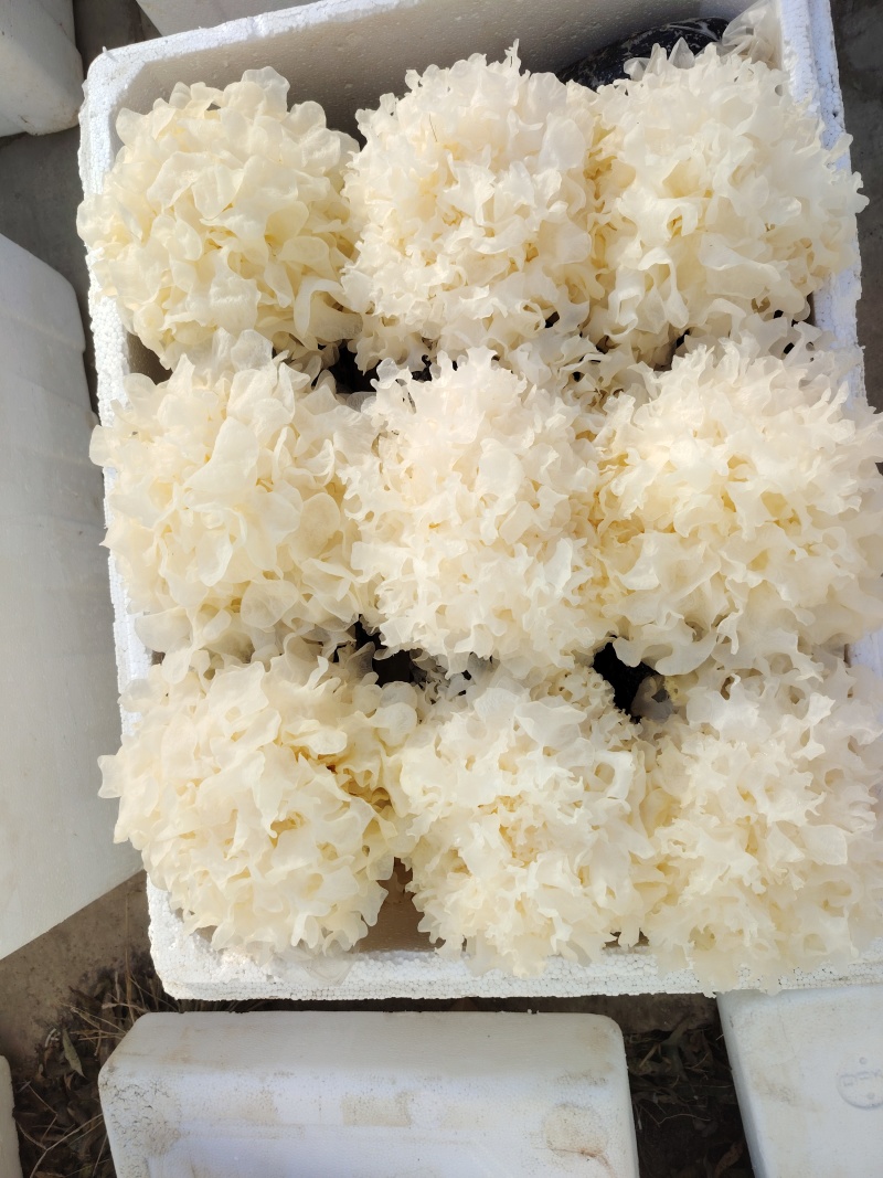 鲜银耳