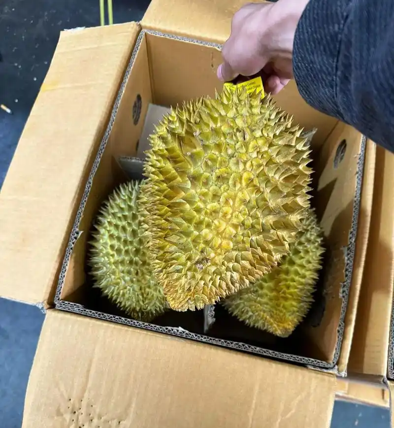 金枕榴莲一手批发价格，坏果包赔
