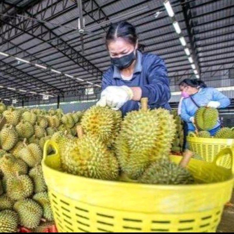 金枕榴莲一手批发价格，坏果包赔