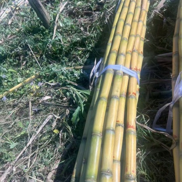 黄皮甘蔗云南甘蔗大量现货供应，价格可谈，对接电商市场批发