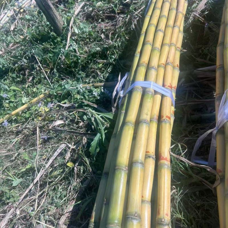 黄皮甘蔗云南甘蔗大量现货供应，价格可谈，对接电商市场批发