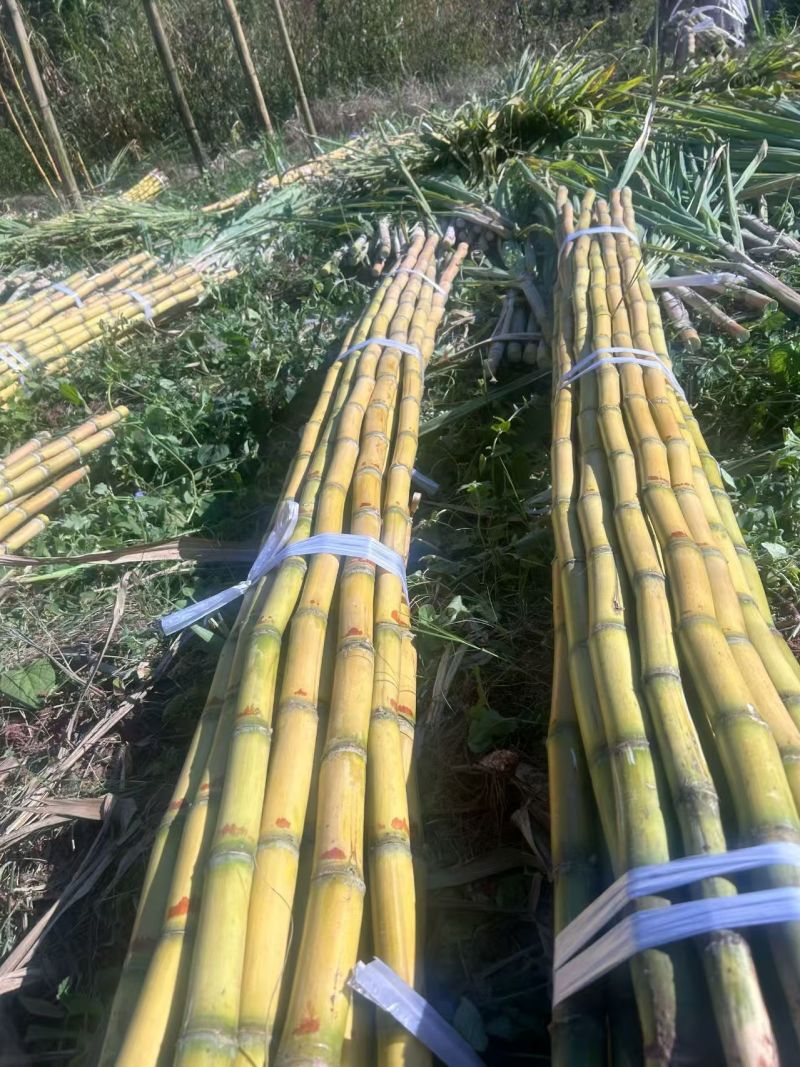 黄皮甘蔗云南甘蔗大量现货供应，价格可谈，对接电商市场批发