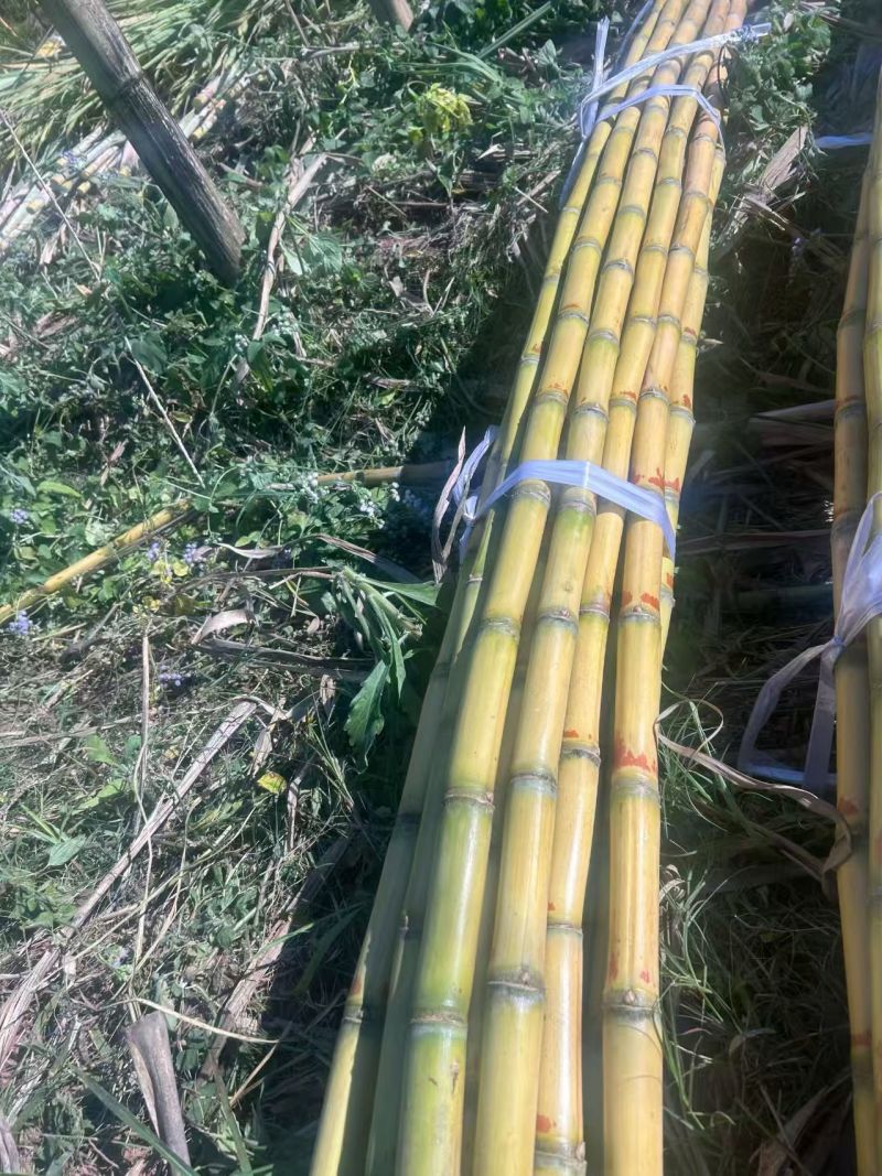 黄皮甘蔗云南甘蔗大量现货供应，价格可谈，对接电商市场批发