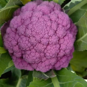 紫花菜