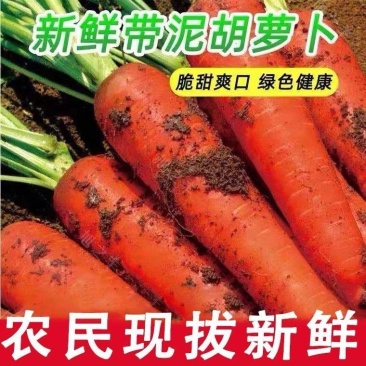 陕西渭南精品红萝卜，带泥和水洗，任意选择大量上市。