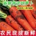 陕西渭南精品红萝卜，带泥和水洗，任意选择大量上市。