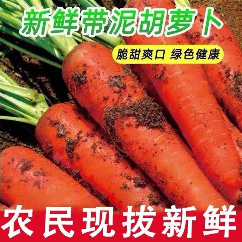 陕西渭南精品红萝卜，带泥和水洗，任意选择大量上市。