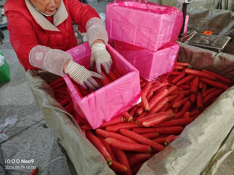 陕西渭南精品红萝卜，带泥和水洗，任意选择大量上市。