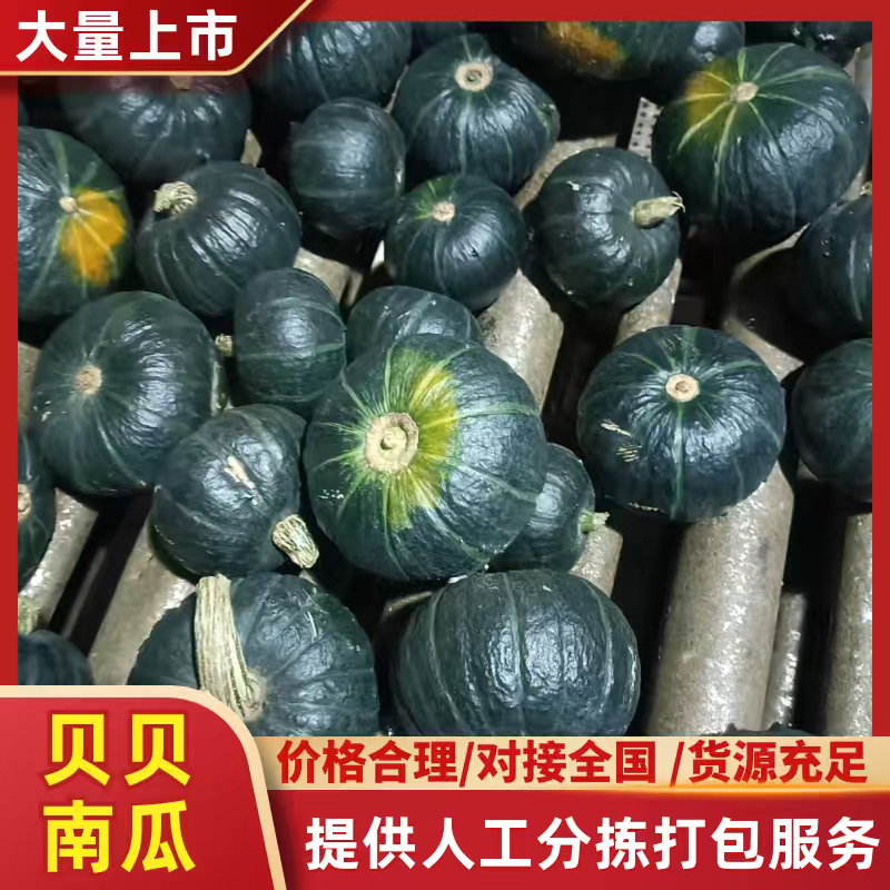 山东贝贝南瓜，质量保证，价格优惠，产地一手货源