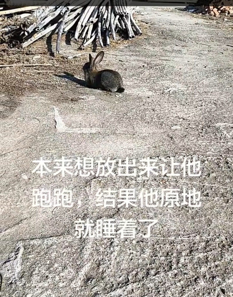 比利时兔种兔兔苗
