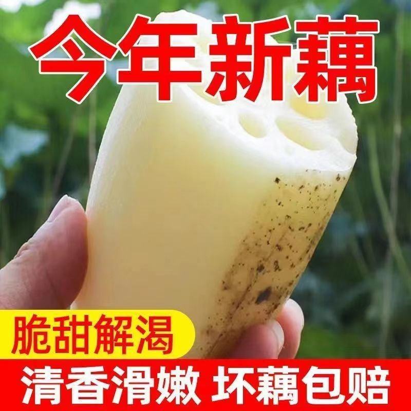 新鲜莲藕大量上市，全国发货，欢迎进店沟通。