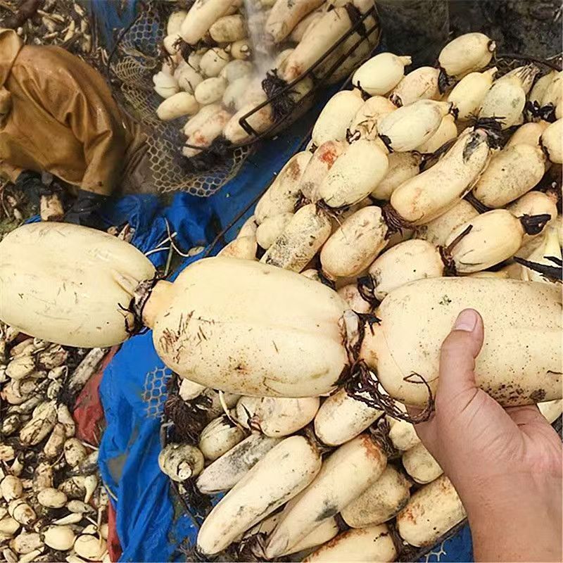 新鲜莲藕大量上市，全国发货，欢迎进店沟通。
